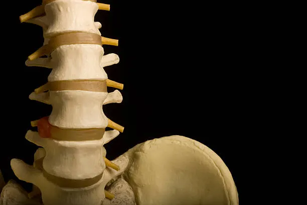 human spine pelvis chiropractic orthopedic medical model heathcare isolated